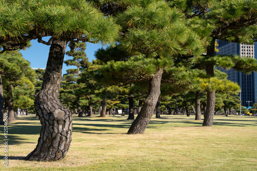 Canvas Print Pine trees in outer garden Imperial Palace with high building skyscrapers background, Tokyo, Japan