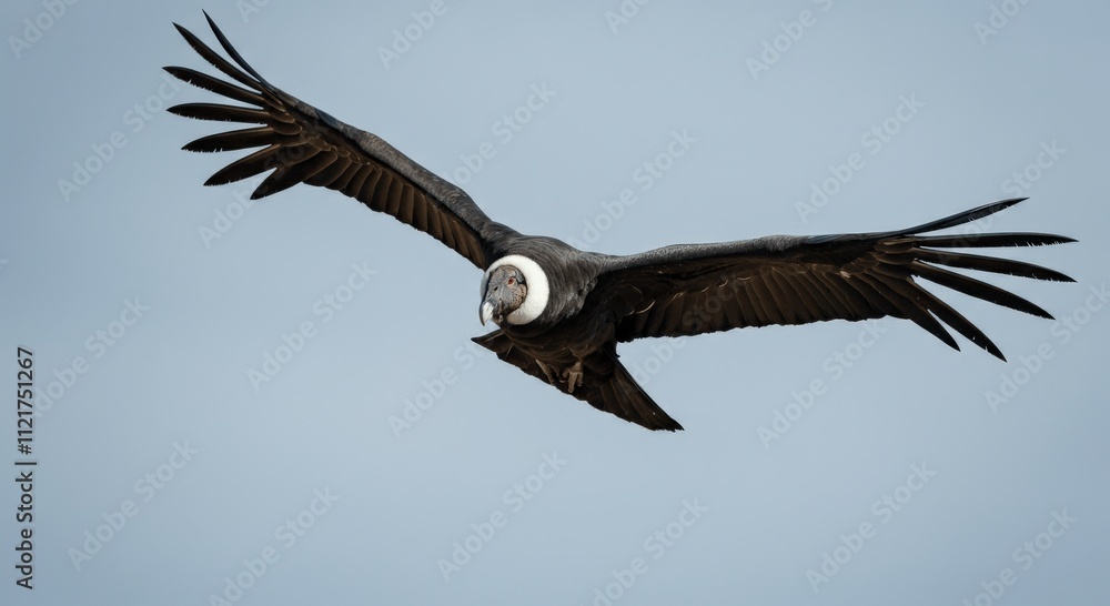 Fototapeta premium Majestic andean condor soaring in clear skies displaying impressive wingspan
