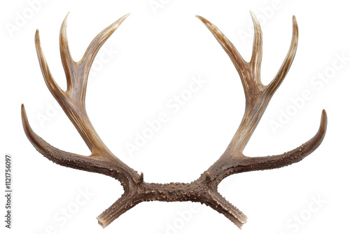 Deer antlers on isolated background photo