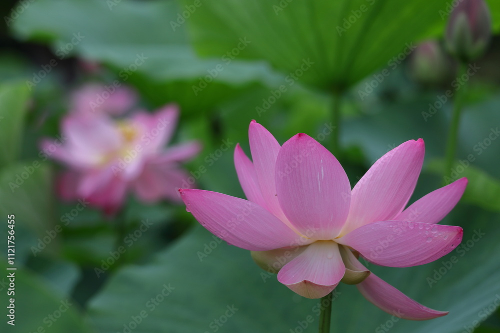 神聖な花 神聖な花