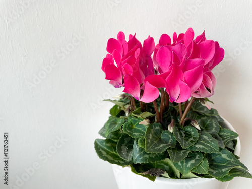 Beautiful vibrant pink blooming Cyclamen persicum decorative flowers in flower pot isolated on white close up	