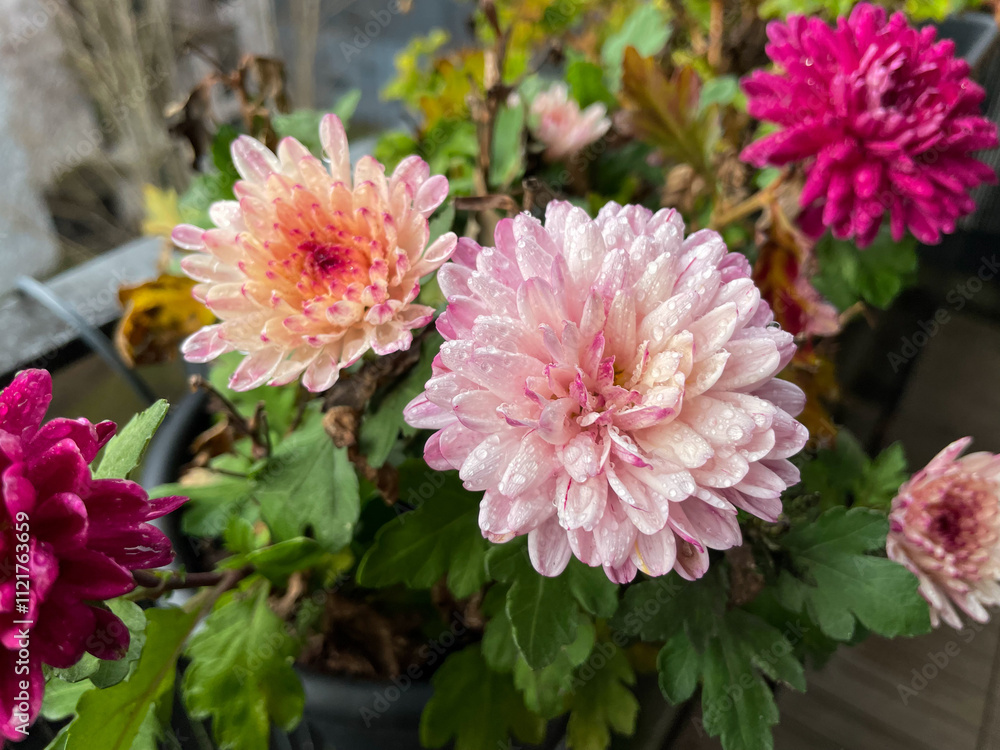 Fototapeta premium Beautiful pink rode Chrysanthemum balcony garden autumn flowers close up, floral wallpaper background with blooming Chrysanthemums 