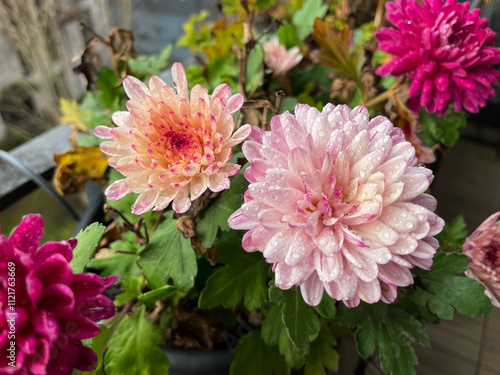 Beautiful pink rode Chrysanthemum balcony garden autumn flowers close up, floral wallpaper background with blooming Chrysanthemums	