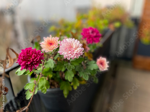 Beautiful pink rode Chrysanthemum balcony garden autumn flowers close up, floral wallpaper background with blooming Chrysanthemums	