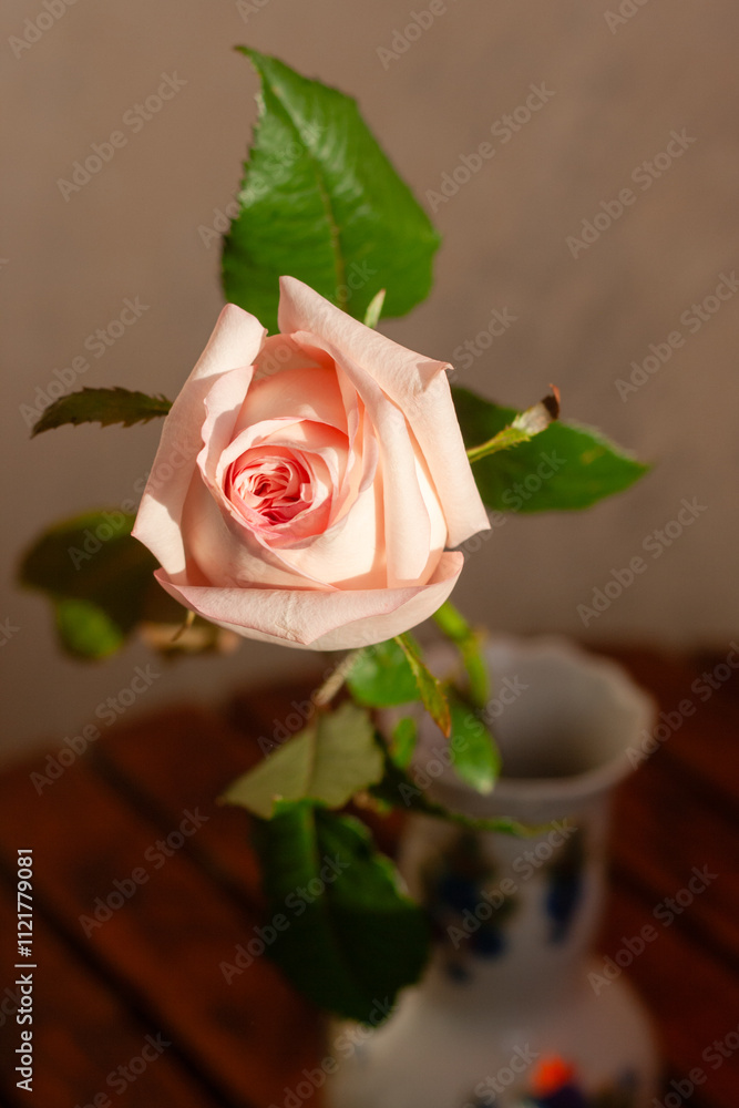 Fototapeta premium beautiful rose flower in the garden