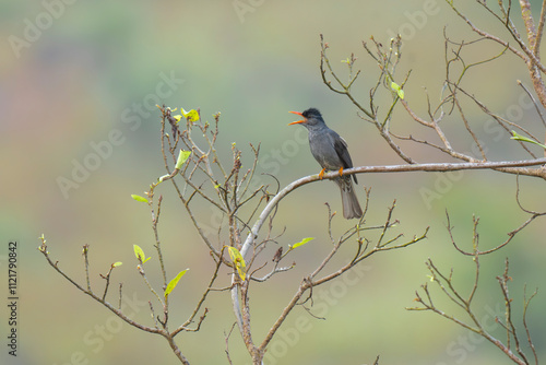 Perched Square tailed bulbul in its natural habitat photo