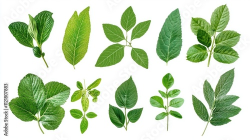 Variety of fresh spring green leaves isolated on white background for botanical and natural design elements