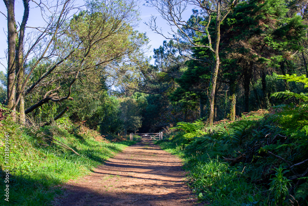 Path in the forest with green grass and trees in the background.