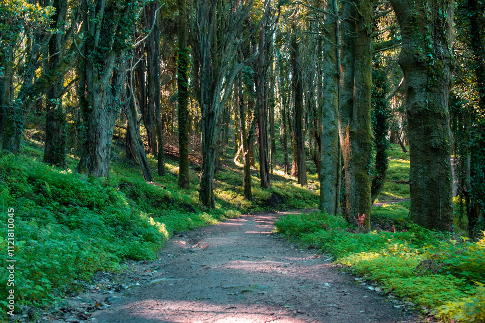 Obraz premium Path in the forest with trees and green leaves in the morning.