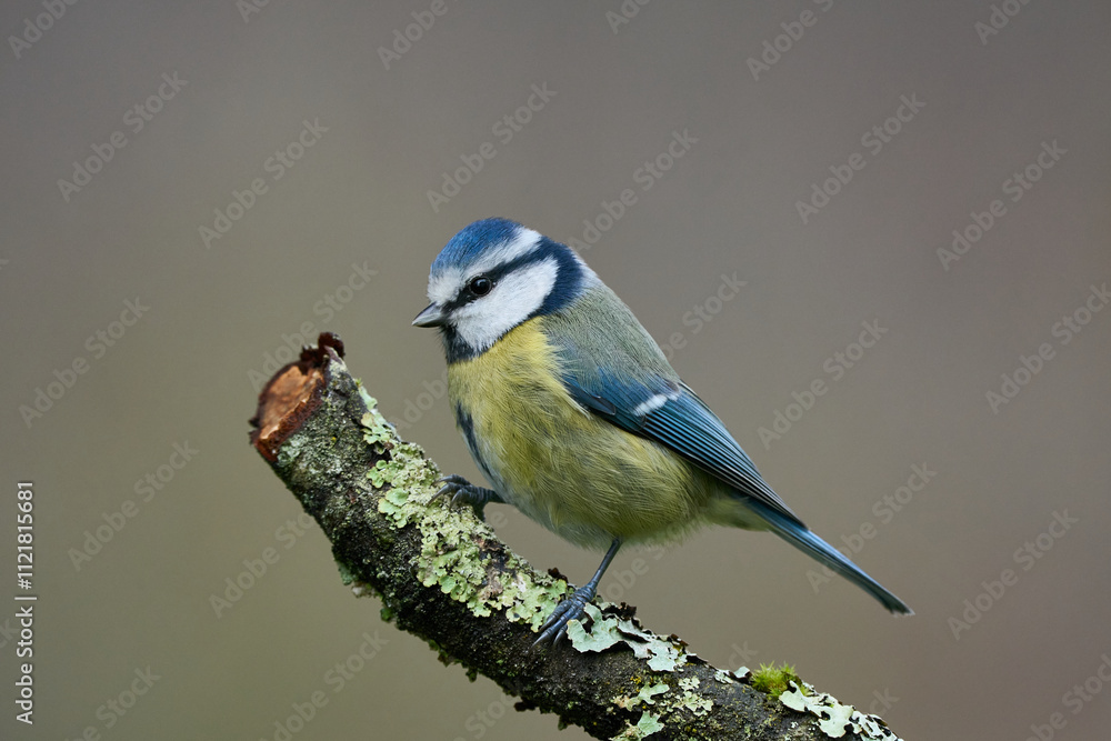 Obraz premium Blaumeise