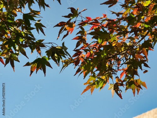 青い空に映える美しい紅葉