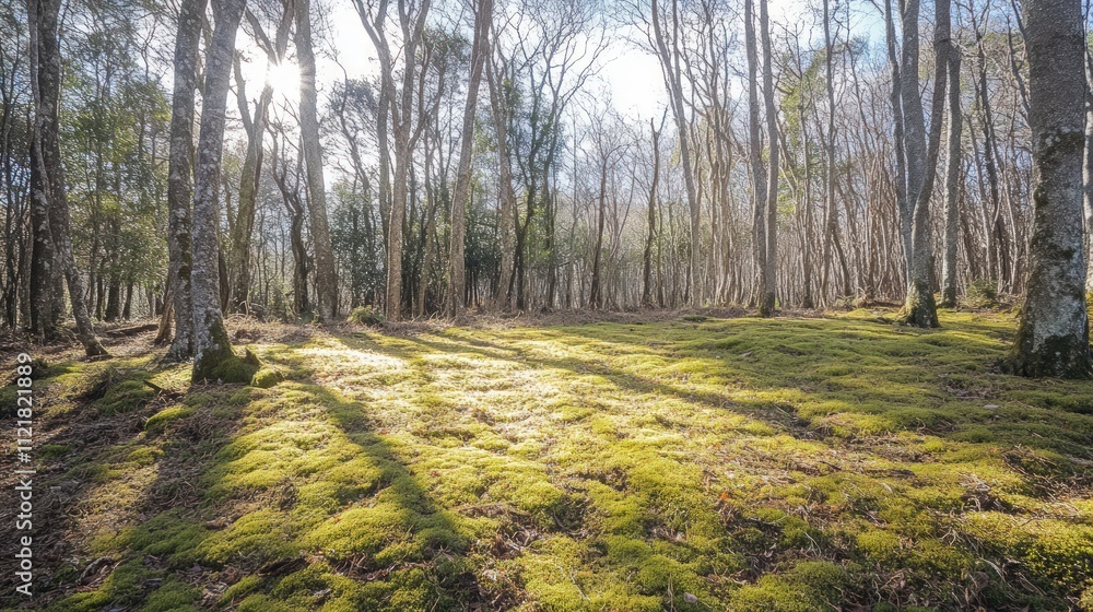 Obraz premium Sunlit moss carpet in a sparse, sun-dappled forest.