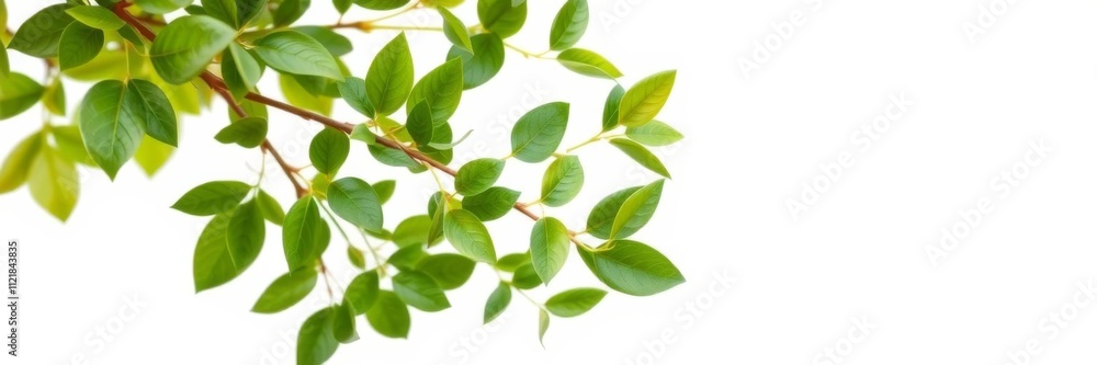 Green living plant branch with fresh leaves on a clean white background, perfect for adding text or graphics, space, green, living Green living plant branch with fresh leaves on a clean white background, perfect for adding text or graphics, space, green, living