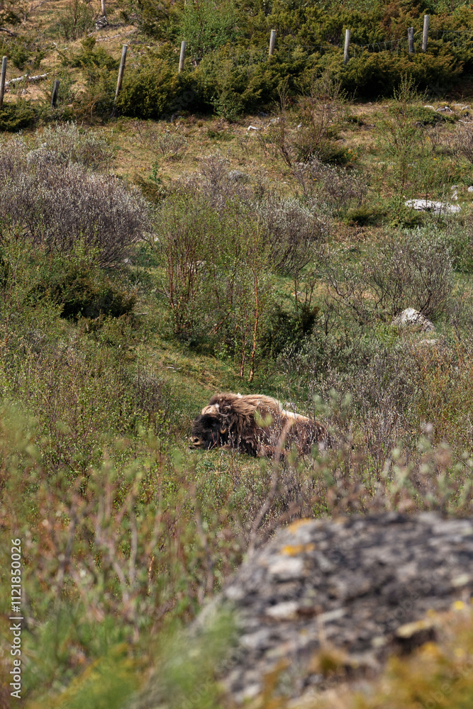 Fototapeta premium Musk Ox Grazing in Dovrefjell-Sunndalsfjella National Park, Norway