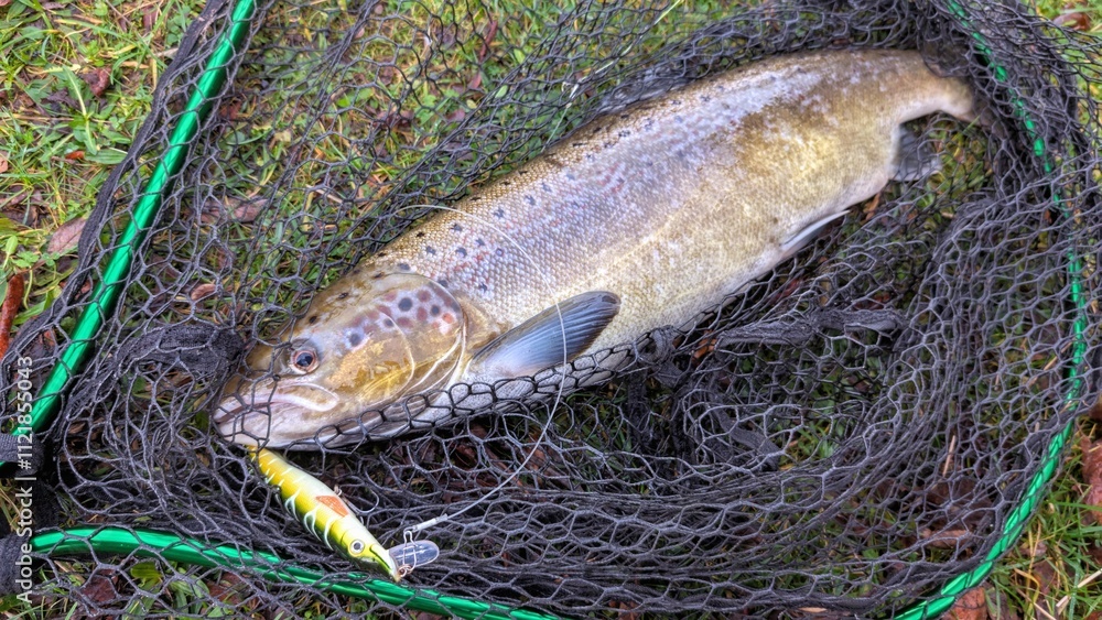 Fish salmon in the net, angling, spinning, catch and release, water animals and wildlife background