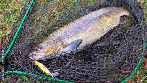 Obraz na płótnie Fish salmon in the net, angling, spinning, catch and release, water animals and wildlife background w salonie