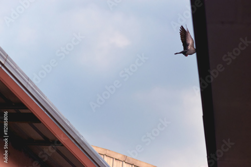 Birds that fly between the roofs of houses live on the roofs of houses. photo