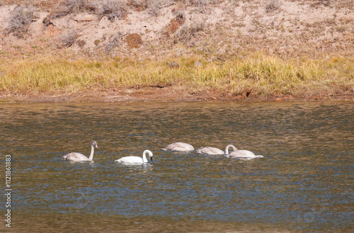 Young Trumpeter Swans on  River in Autumn