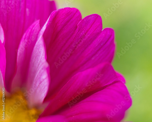 "Close-Up of a Pink purple Flower – Soft Petals with Delicate Details, Capturing the Gentle Beauty and Elegance of Nature in Full Bloom"