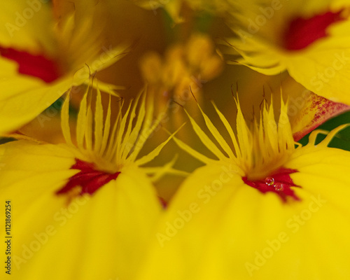 Close-Up of a Bright Yellow Bloom with Intricate Red Highlights and Central Floral Structures in Sharp Focus