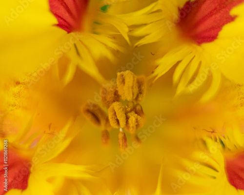 Close-Up of a Bright Yellow Bloom with Intricate Red Highlights and Central Floral Structures in Sharp Focus