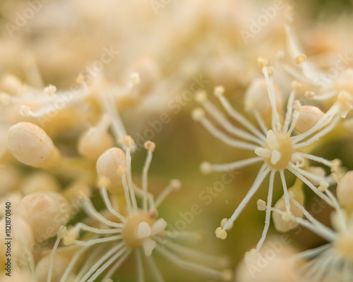Macro Photography of a Delicate White Flower in Bloom with Soft Golden Bokeh Background in Springtime