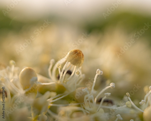 Macro Photography of a Delicate White Flower in Bloom with Soft Golden Bokeh Background in Springtime