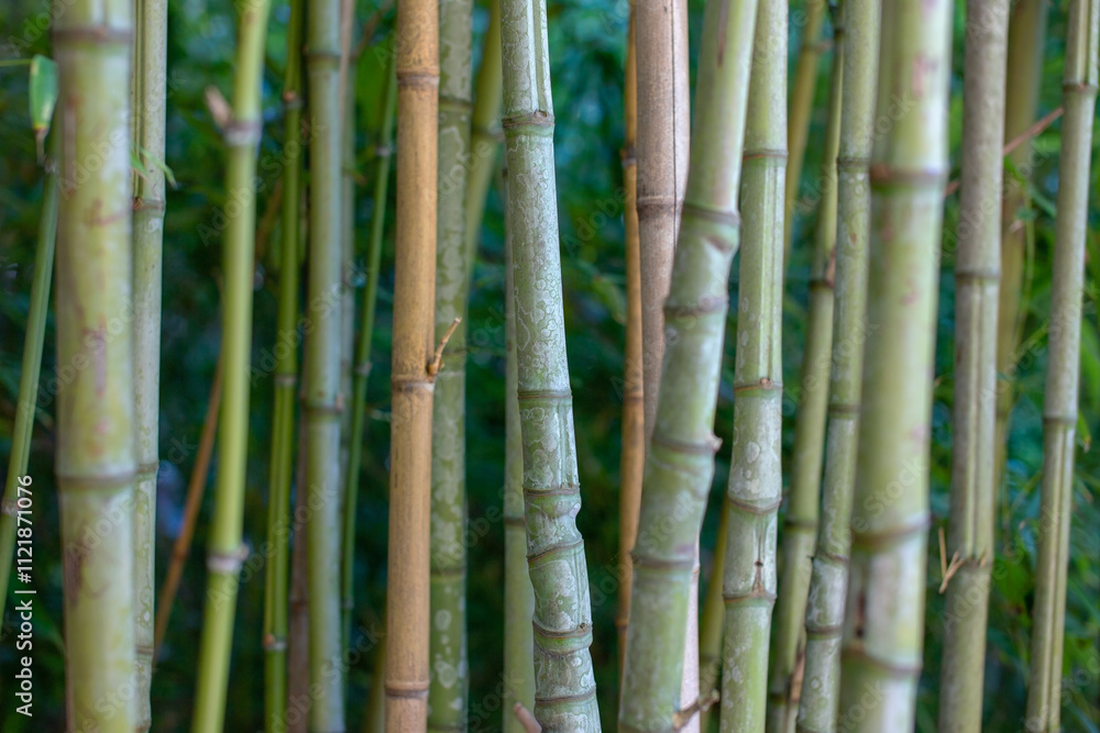 bamboo forest background, close up of bamboo stems in the forest bamboo forest background, close up of bamboo stems in the forest