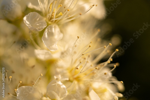 Macro Photography of a Delicate White Flower in Bloom with Soft Golden Bokeh Background in Springtime