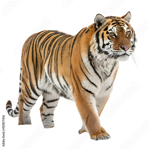 High Quality Tiger PNG Transparent Image