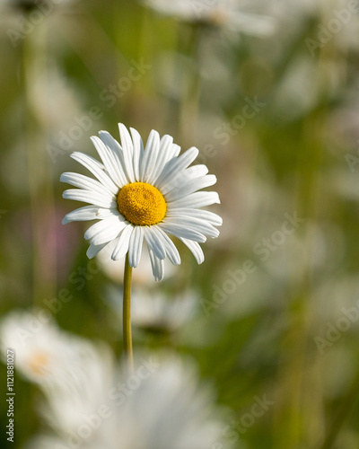 Close-Up of a Daisy Flower – Bright White Petals and Yellow Center, Capturing the Simple Beauty and Freshness of Nature in Bloom