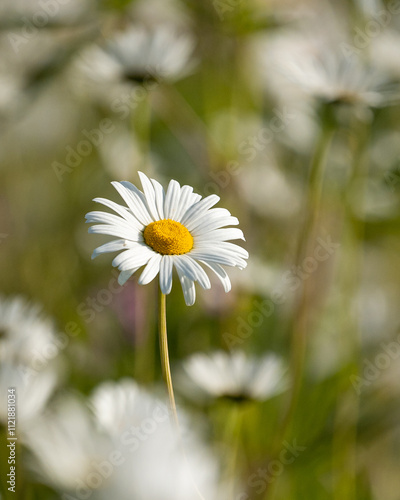 Close-Up of a Daisy Flower – Bright White Petals and Yellow Center, Capturing the Simple Beauty and Freshness of Nature in Bloom