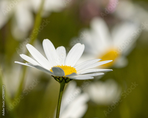 Close-Up of a Daisy Flower – Bright White Petals and Yellow Center, Capturing the Simple Beauty and Freshness of Nature in Bloom