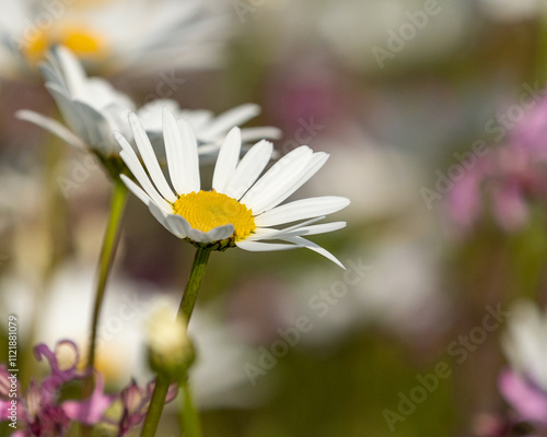 Close-Up of a Daisy Flower – Bright White Petals and Yellow Center, Capturing the Simple Beauty and Freshness of Nature in Bloom