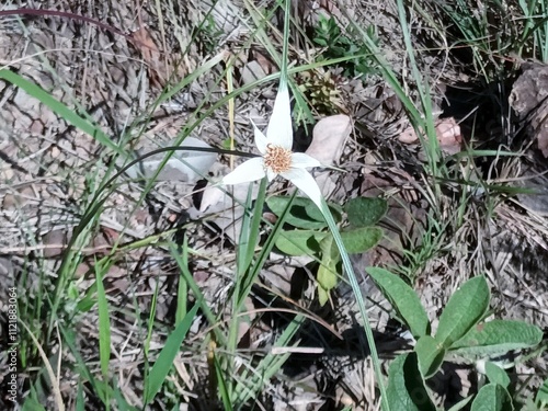 Star grass, Rynchospora sp photographed in the Brazilian Cerrado, photo