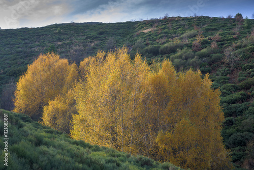 Alders Alnus glutinosa in autumn with yellow leaves in northern Extremadura photo