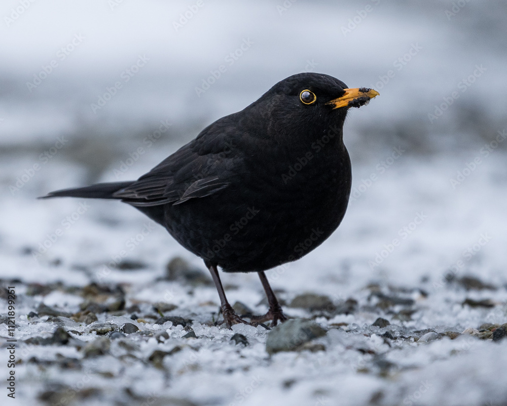 Fototapeta premium Blackbird on Frosty Winter Ground – Striking Dark Plumage in a Cold Seasonal Landscape