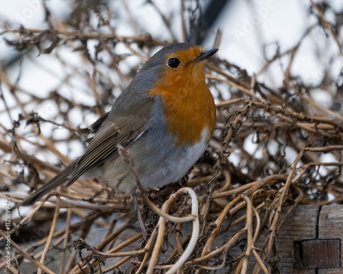 European Robin on Frosty Ground in Winter - Bright Red Breast Amidst a Snowy Natural Setting