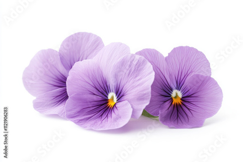 Three delicate purple pansy flowers arranged together on a white background.