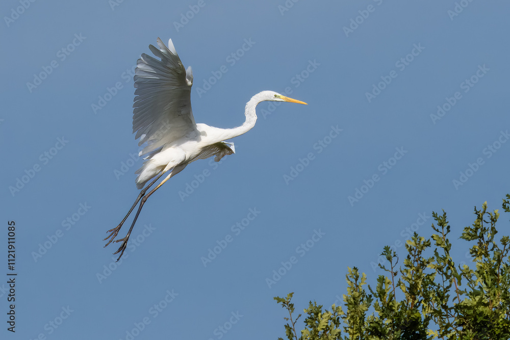Un airone bianco maggiore (Ardea alba) vola alto sopra la cima di un albero. Un airone bianco maggiore (Ardea alba) vola alto sopra la cima di un albero.
