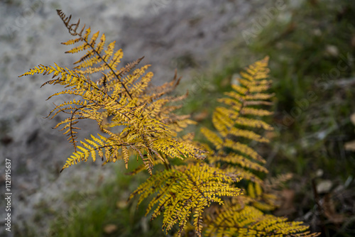 Photo d'une branche de fougere jaune isolee pris en macro photo