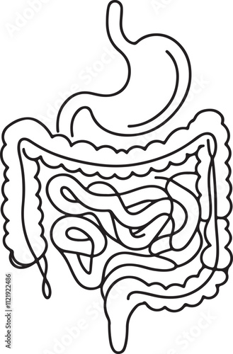 Digestive System Line Drawing on Clean White Background – Simple and Elegant Art