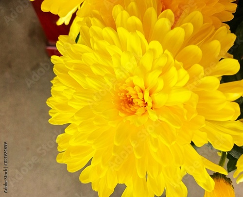 Yellow chrysanthemum in Hanoi, Vietnam