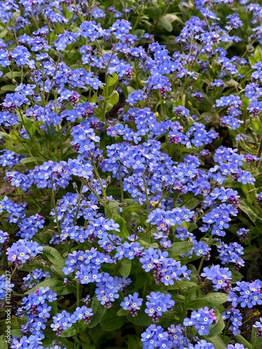 Forget-me-nots flowers in the garden in Ukraine