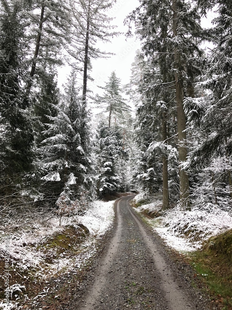 Snow-covered forest in the middle of spring, Germany