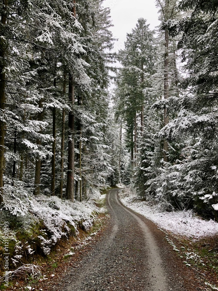 Snow-covered forest in the middle of spring, Germany