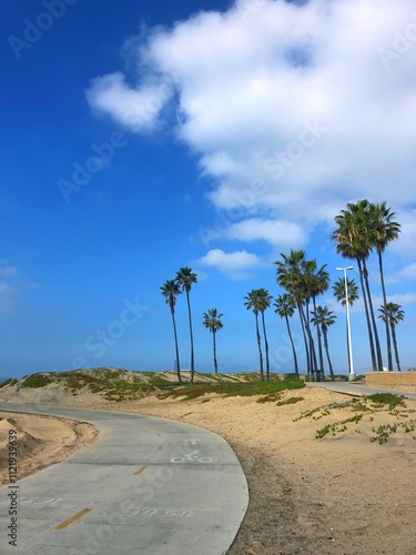 palm trees bike bath on the beach next to the ocean