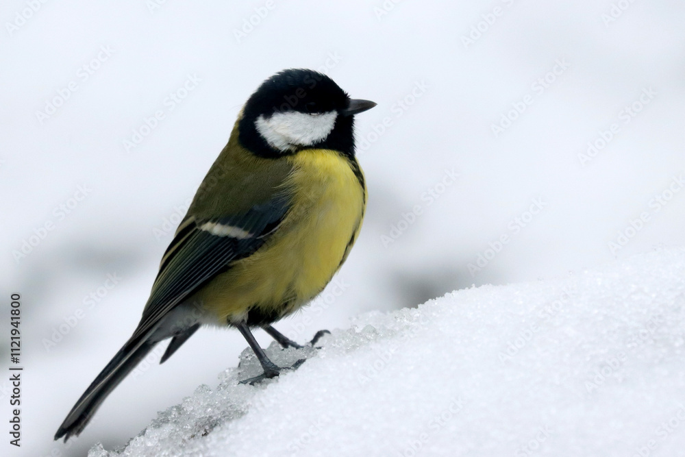 Fototapeta premium Great tit