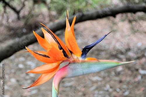 Close-up of  Bird of Paradise plant flower (Strelitzia reginae) in South Australian bush garden photo