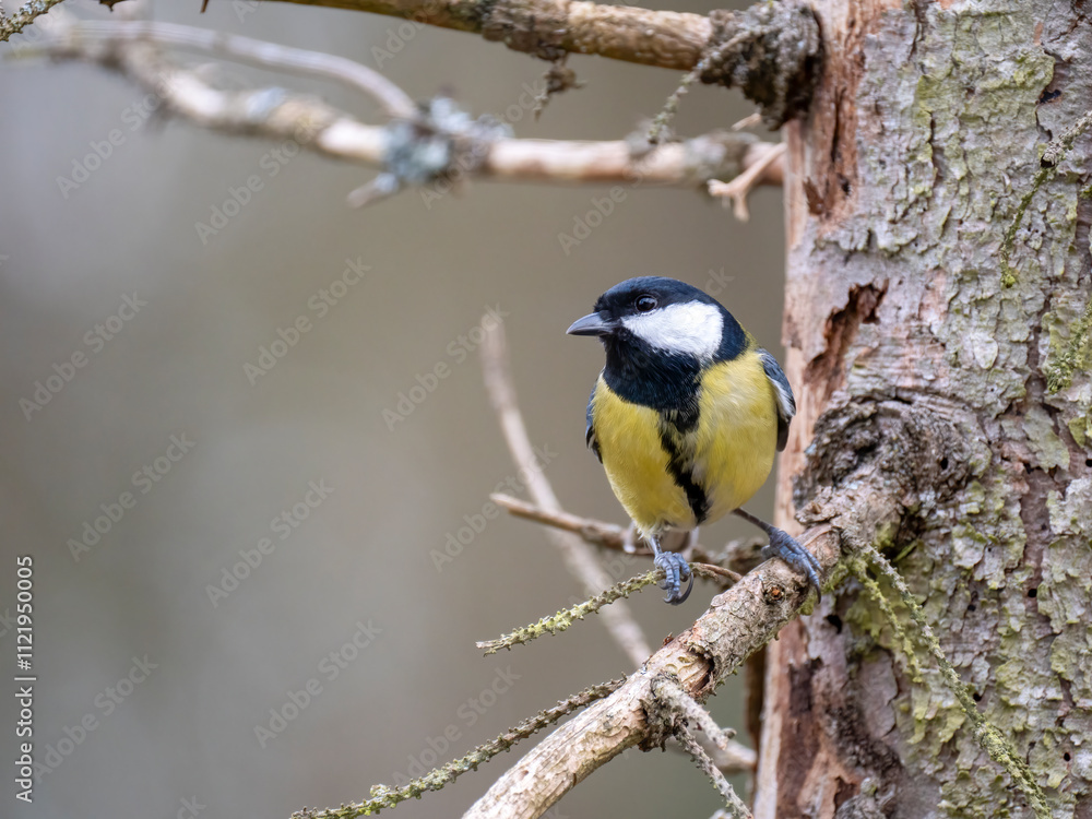 Fototapeta premium Kohlmeise (Parus major)